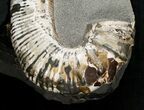 Stunning Russian Heteromorph Ammonite - Argyllite Base #15585-2